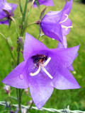 Campanula