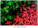 Colour of Fall