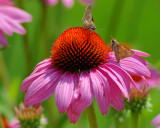 Cone Flower Face-off