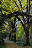 Bailey Arboretum