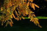 Bailey Arboretum