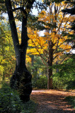 Bailey Arboretum