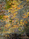 Bailey Arboretum