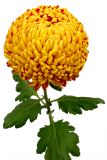 Long Island Chrysanthemum Society