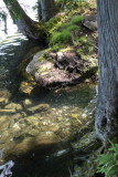 cottage2008_0062.JPG