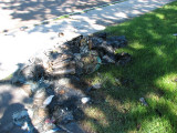 Garbage Can Fire - June 12, 2008