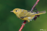 Paruline jaune (le des Soeurs, 28 juillet 2008)