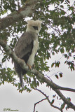 Harpie froce/Harpy Eagle (Campamento Rio Grande, 28 novembre 2008)