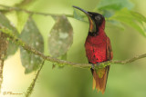 Colibri topaze /Crimson Topaz (Las Claritas, 3 dcembre 2008)