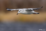 Mouette de Bonaparte (Chambly, 4 novembre 2009)