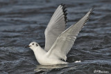 Mouette de Bonaparte (Chambly, 11 novembre 2009)