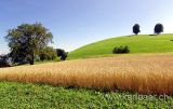 Kornfeld / Cornfield (02762)