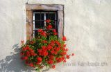 Fenster mit Blumen (7215)