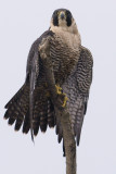 Peregrine Falcon Crop      4x6mc_PB113306.jpg