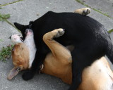 Dog fighting - or how uncle Nanny dog takes responsability in raising foolish little Kelpie boy