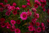 Little Red Mums