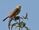 Emberiza citrinella - Bruant jaune - Yellowhammer