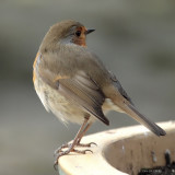 Erithacus rubecula - Rougegorge familier - European Robin