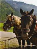 FIAKER HORSES