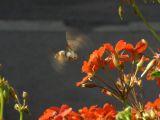  Hummingbird moth