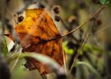 November 8