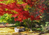 November 17 - Natures Colors