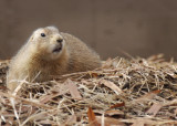 Prairie Dog