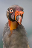 King Vulture.jpg