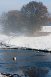 Trail and puddle