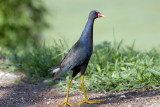 Purple Gallinule