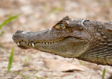 Alligator