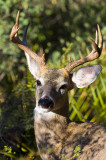 Carmen Mountain whitetail at Big Bend