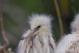 Snowy Egret