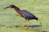 Green Heron