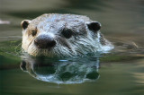 River Otter...reflection, WY