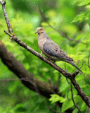 mourning dove