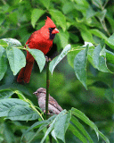 Cardinal