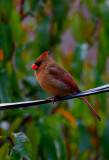 Northern Cardinal, female