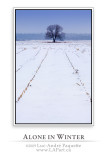 Alone in Winter