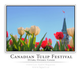 Canadian Tulip Festival