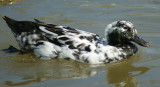 Salt & Pepper duck