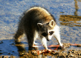 Hunting for Food