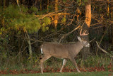 Six Point Buck