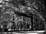 B&W Forest Series