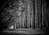 B&W Forest Series