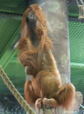 orangutan