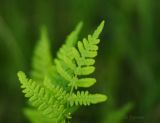 fern