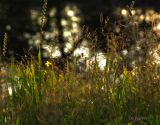 grasses with specular highlights
