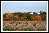 Kasson Road in October