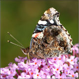 Red Admiral Ventral
